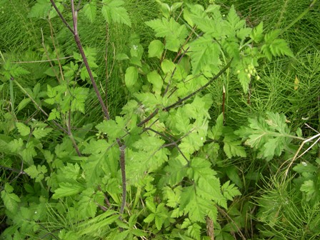 Chaerophyllum temulum